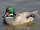 Falcated Duck (WWT Slimbridge September 2013) - pic by Nigel Key